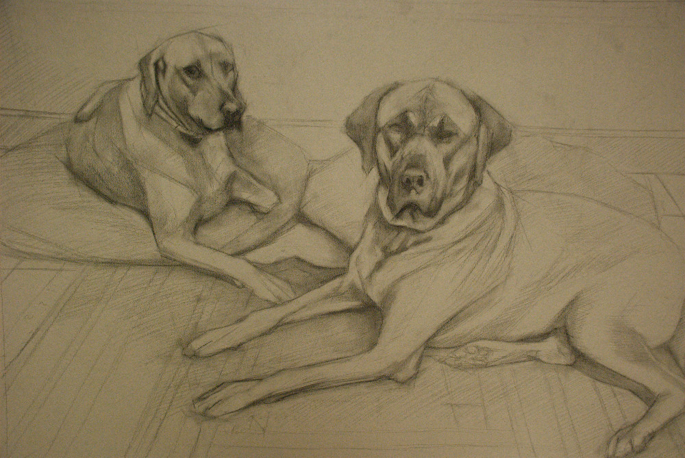 A charcoal drawing of two Rhodesian Ridgeback dogs.